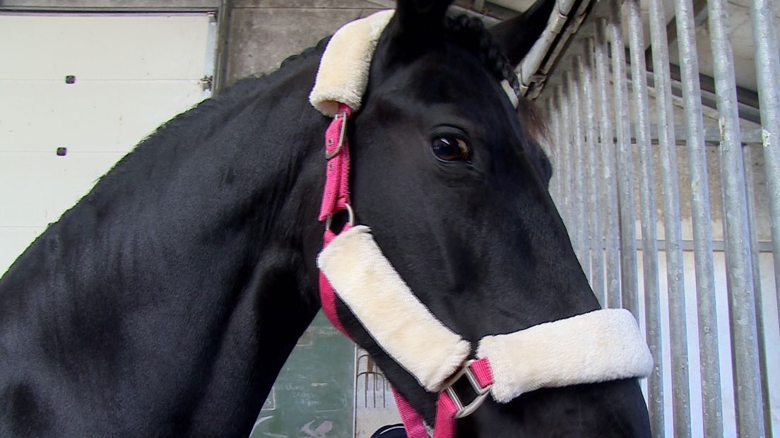Wiske, het paard van Esra