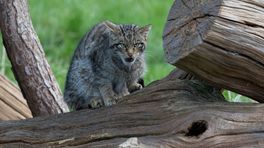 Nederlands oudste wilde kat doodgereden bij Nijswiller
