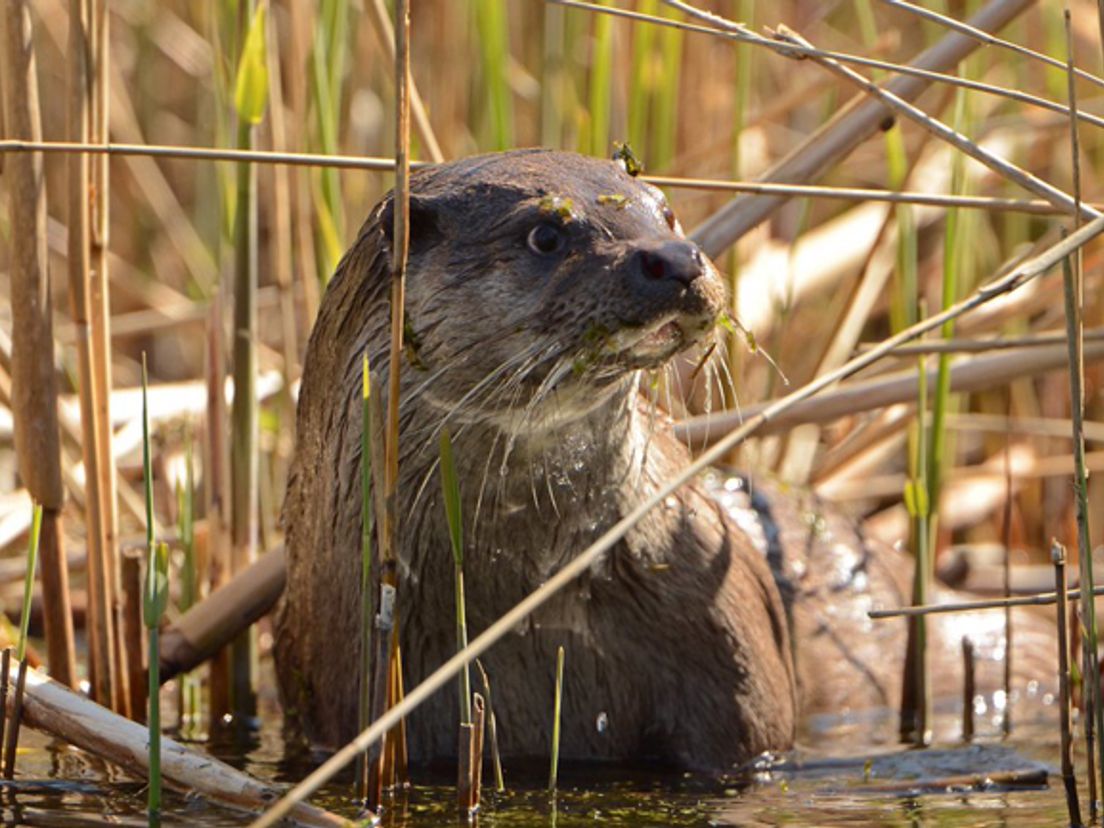 Het gaat goed met de otter in De Onlanden (Rechten: Aaldrik Pot)