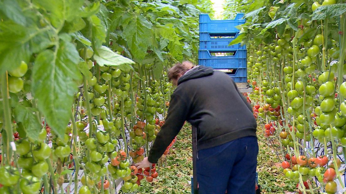 Kassen op de Axelse Vlakte bij Westdorpe