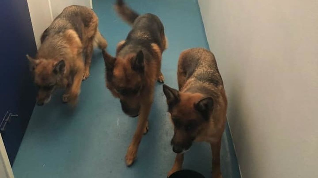De politie heeft honden uit een aanhanger bevrijd