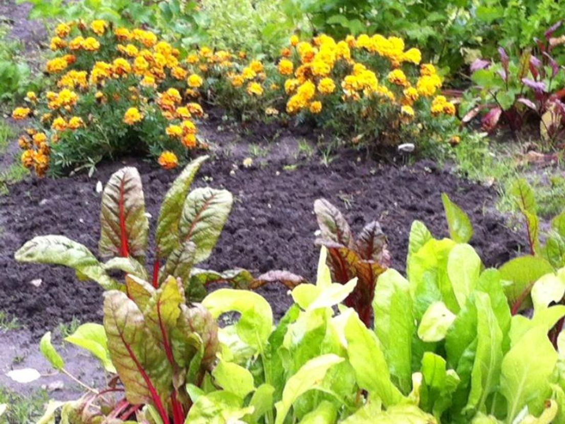 moestuinelisabeth
